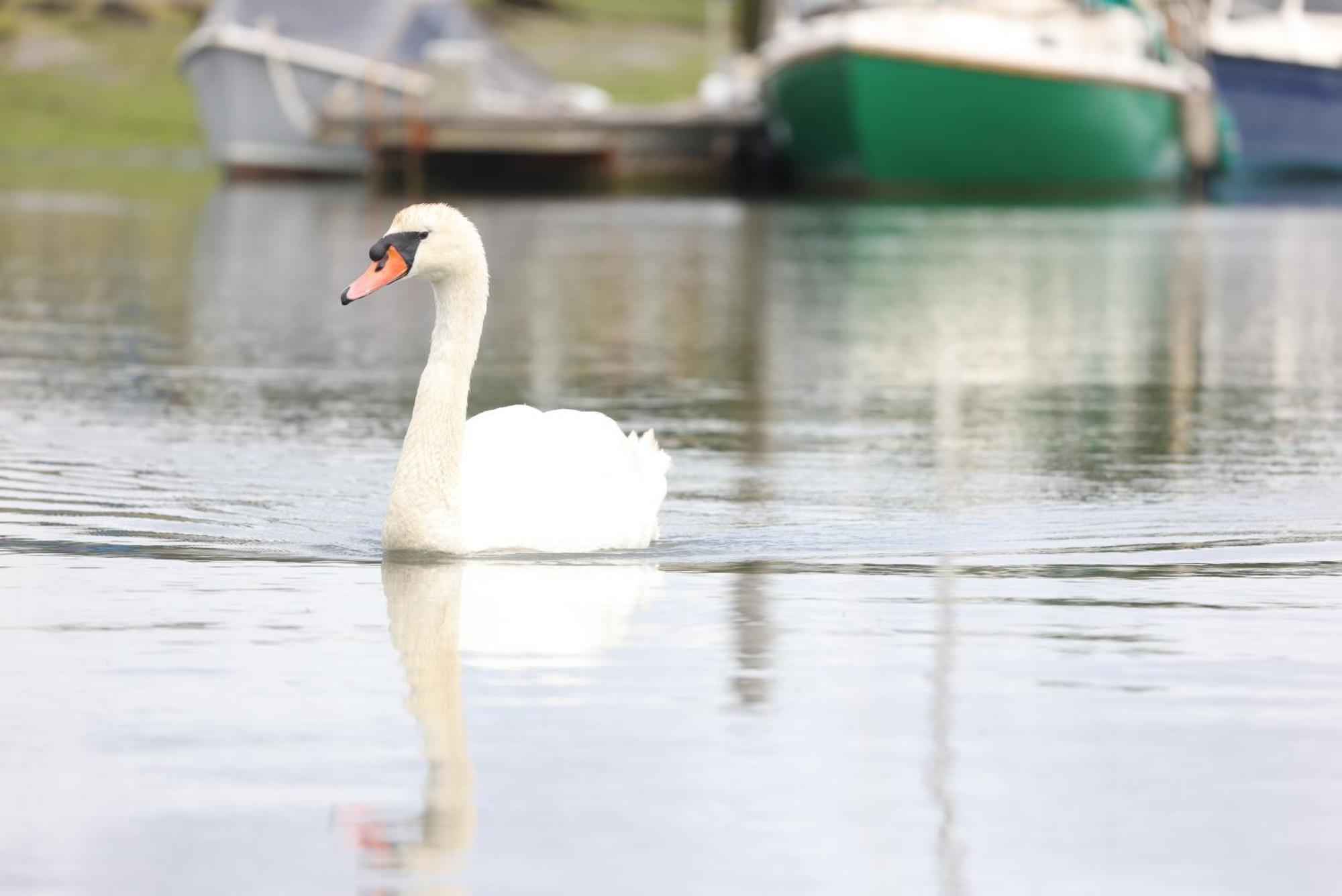 Mercury Yacht Harbour And Holiday Park Bursledon Extérieur photo